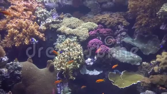珊瑚礁有许多不同的鱼视频的预览图
