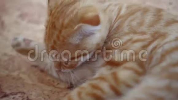 橙色生姜苏格兰折叠小猫舔爪子躺在橙色的地板上特写视频的预览图