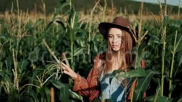 年轻的农民女孩穿着老式的连衣裙和帽子在一片玉米地上在阳光下穿过高高的玉米茎视频的预览图