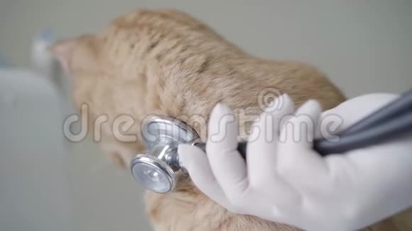兽医医生用听诊器检查姜猫呼吸戴手套的手动物视频的预览图
