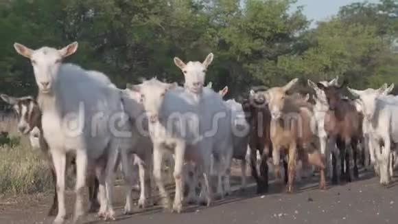 山羊群在草地上散步和放牧吃草视频的预览图