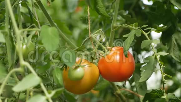 红番茄在温室里成熟视频的预览图