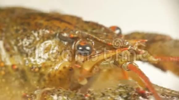 河癌特写甲壳类动物的口腔和呼吸部分视频的预览图