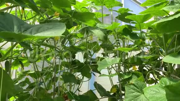 黄瓜在温室里发芽视频的预览图