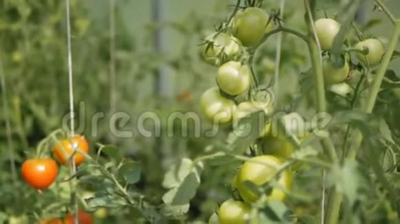 绿色和红色的西红柿在温室里成熟视频的预览图