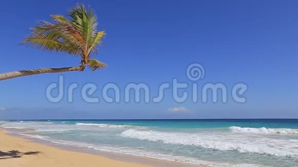 加勒比海海滩上一棵棕榈树悬在海洋上视频的预览图