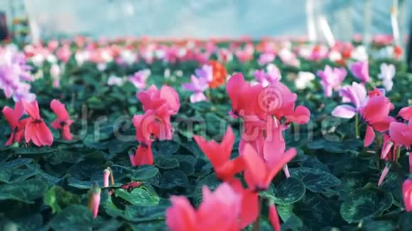 粉红色甜蜜的花在一个大温室里栽培视频的预览图