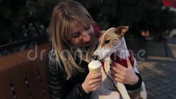 慢动作快乐的女孩用冰淇淋喂养她可爱的狐狸猎犬视频的预览图
