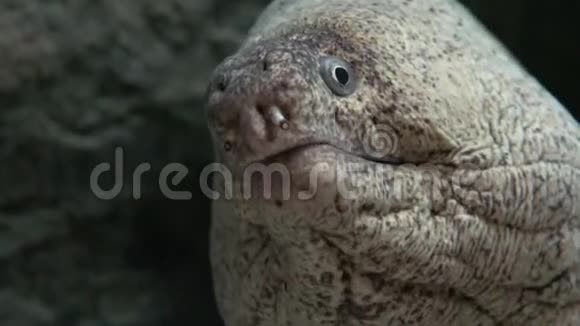 海底生物野生Eel视频的预览图