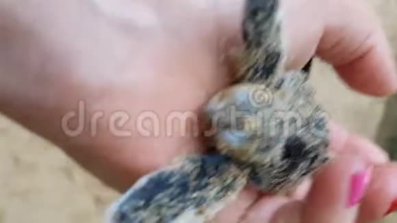 女孩手里拿着一只小乌龟把她带到孵化池特写手视频的预览图