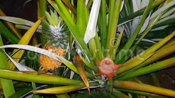 夜雨中的菠萝种植园视频的预览图