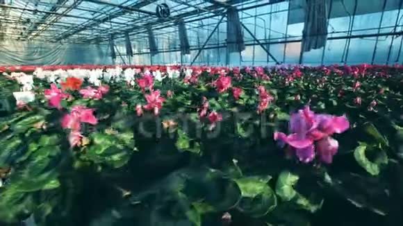 五颜六色的甜蜜花朵放在花盆里成排放在玻璃房里视频的预览图