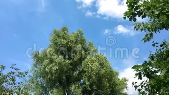 树叶茂盛的树在风中摇曳鸟儿飞到树旁浮云视频的预览图