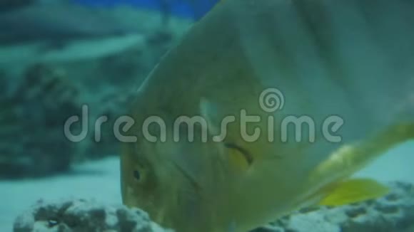 一条五颜六色的摩尔人偶像鱼在水族馆里游泳视频的预览图