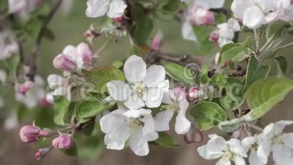 苹果树开花视频的预览图