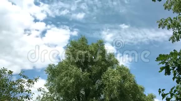 树叶茂盛的树在风中摇曳鸟儿飞到树旁浮云视频的预览图