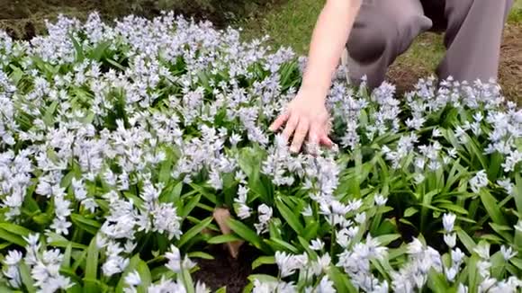 女孩用手指抚摸着植物园花坛上的白花春天的花坛上有樱草花视频的预览图