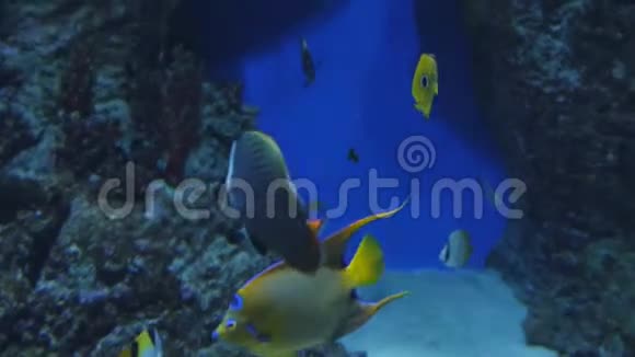 一条五颜六色的摩尔人偶像鱼在水族馆里游泳视频的预览图
