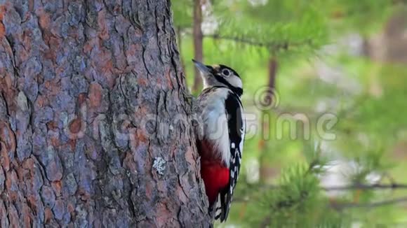 啄木鸟坐在松树树干上视频的预览图