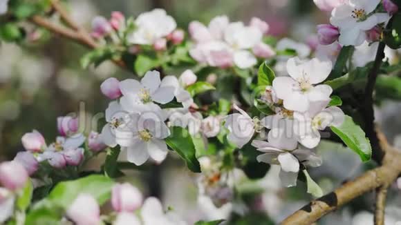 苹果花有粉色和白色花朵的树视频的预览图