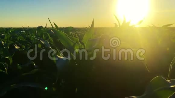 孙兴乡农村景观绿化玉米田间种植六月的农场农业视频的预览图