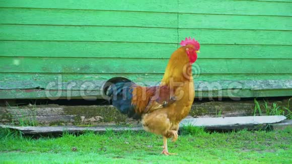 黑色尾巴的橙色公鸡站在草地上视频的预览图