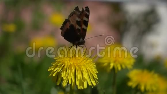 蝴蝶从蒲公英中起飞视频的预览图