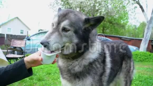 灰狗哈士奇从罐子里舔酸奶或酸奶油视频的预览图