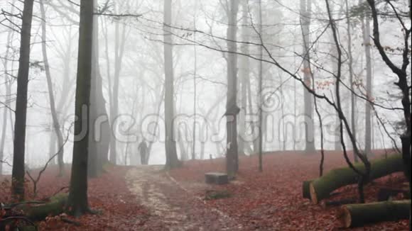 一个人走在雾蒙蒙的森林里视频的预览图