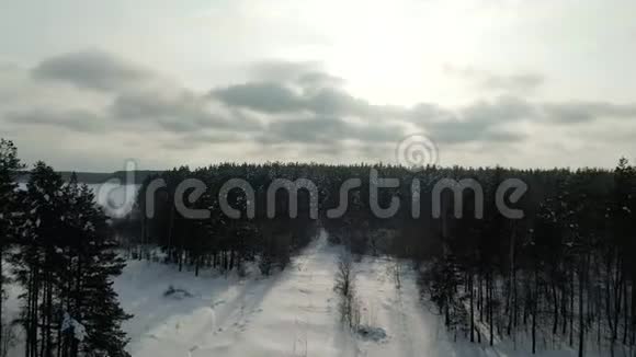 冬林雪松树史诗日落冬季鸟瞰4K视频云杉冬林上空的无人机飞行视频的预览图