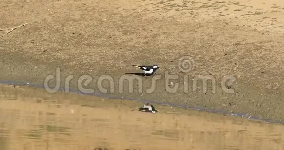澳大利亚喜鹊雀鸟有反光4K视频的预览图
