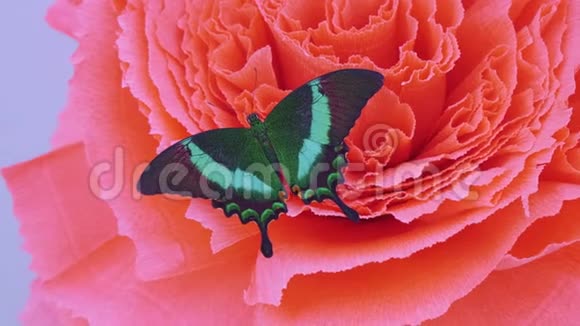 一朵花上绿色的巨大蝴蝶视频的预览图