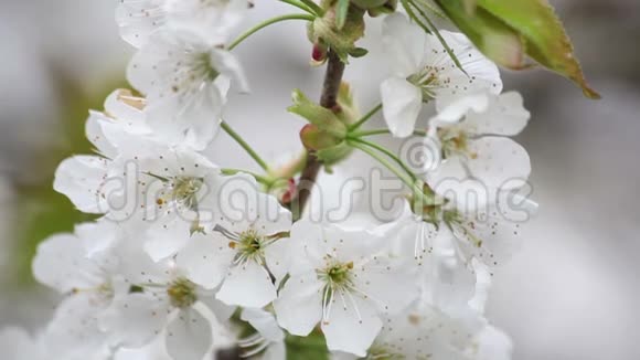 白色樱花开花了视频的预览图