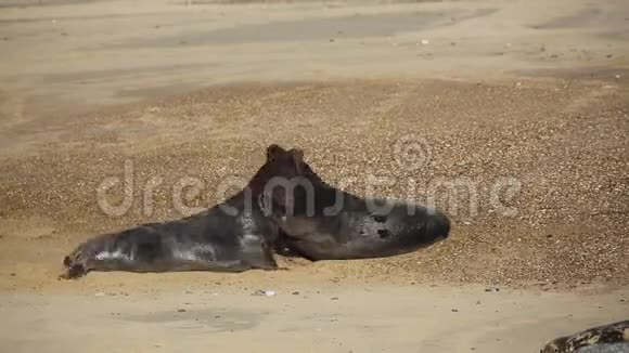 在繁殖季节在诺福克的霍西的海滩上两头大型优势灰海豹公牛Halichoerusgrypus在战斗中视频的预览图
