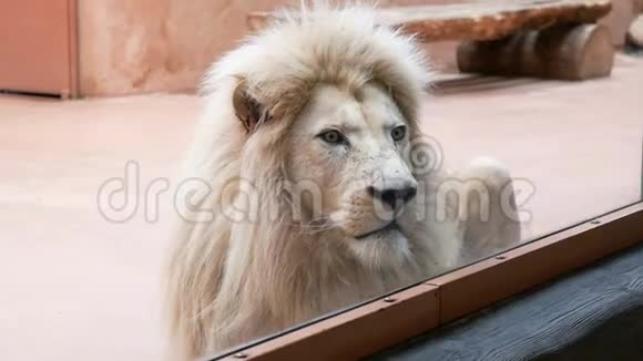 动物园笼子里的成年白狮视频的预览图