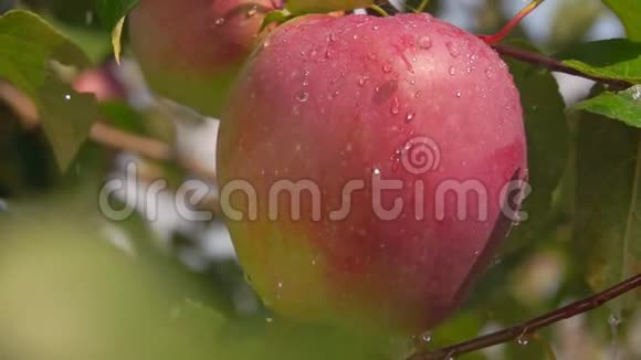 夏天的雨落在苹果园里视频的预览图