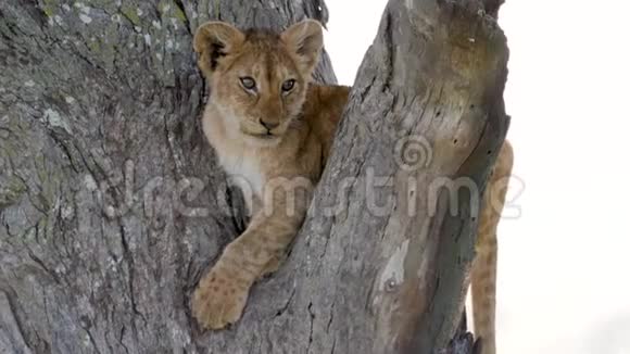 非洲野地树枝上可爱的小狮子幼崽肖像特写视频的预览图