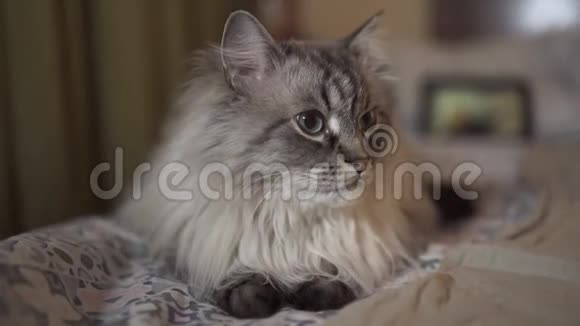 奇异的新娃面具西伯利亚猫蓝眼睛脸紧闭放松在家与平板显示vloggers视频的预览图