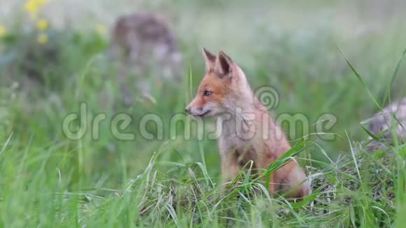 红狐狸幼崽坐在草地上然后离开框架外阴视频的预览图