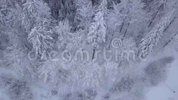 一堆树在雪地里视频的预览图