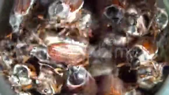 很多五月大甲虫靠近视频的预览图