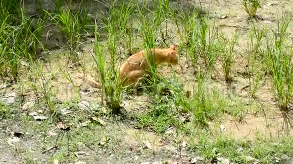 可爱的猫在草地上捕猎昆虫视频的预览图