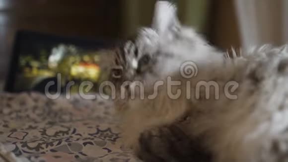 奇异的新娃面具西伯利亚猫蓝眼睛脸紧闭放松在家与平板显示vloggers视频的预览图