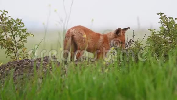 红狐狸幼崽坐在岩石上咀嚼灌木丛外阴视频的预览图