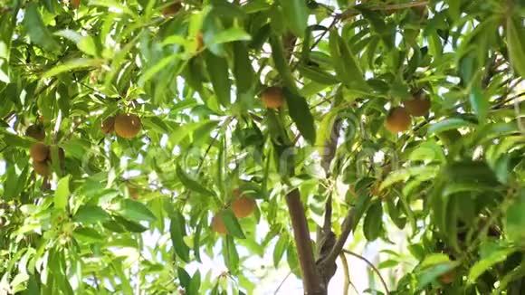 树上的萨波迪拉果实视频的预览图