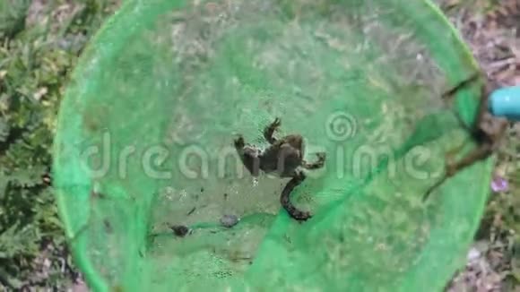 小棕蛙在绿湿蝶网特写观景视频的预览图