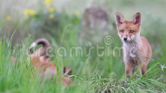 红狐崽站在草丛中看着镜头外阴视频的预览图