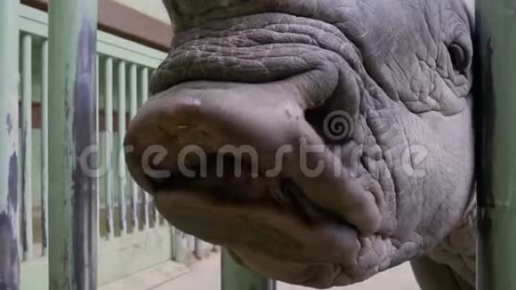 犀牛在动物园用手吃东西视频的预览图