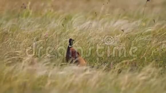 雉鸡在草地上高大的草地上行走春天大视频的预览图