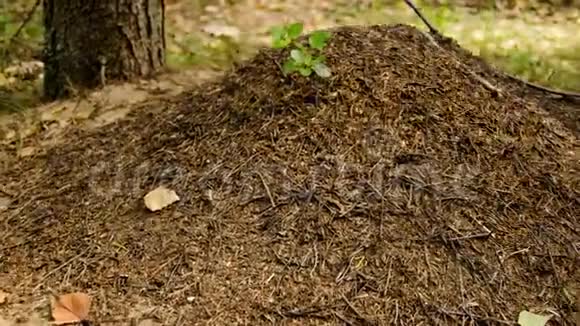 秋葵欧洲森林蚂蚁时光流逝安东尼视频的预览图